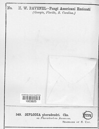 Botryodiplodia phoradendri image